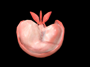 ScampiTailBoiled 3D 모델