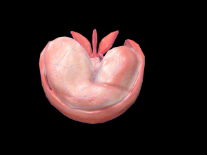 ScampiTailBoiled 3D 모델