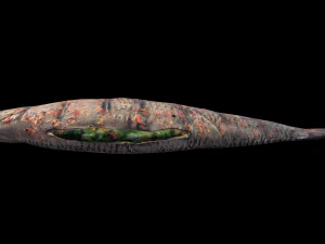 SeaBassCoriander 3D Model
