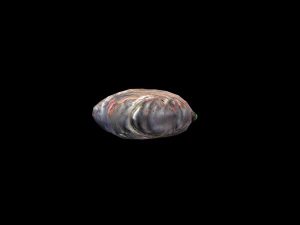 SeaBassCoriander 3D Model