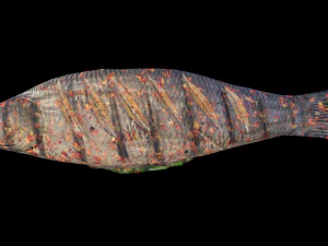 SeaBassCoriander 3D Model