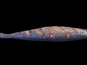 SeaBassCoriander 3D Model