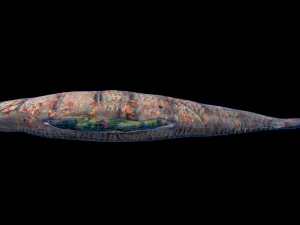 SeaBassCoriander 3D Model