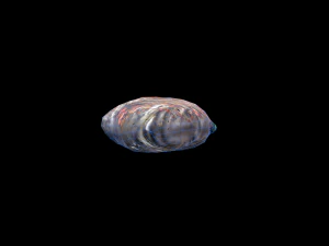 SeaBassCoriander 3D Model