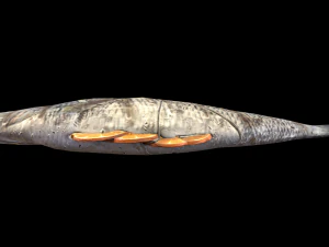 SeaBassOrangeButter 3D Model
