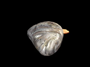 SeaBassOrangeButter 3D Model