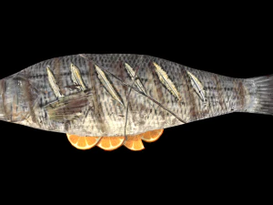 SeaBassOrangeButter 3D Model