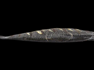 SeaBassOrangeButter 3D Model