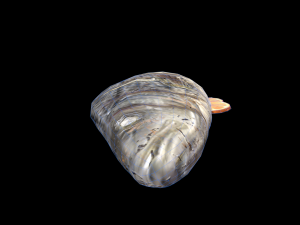 SeaBassOrangeButter Modèle 3D