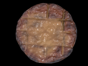 ScallopMushroom 3D Model