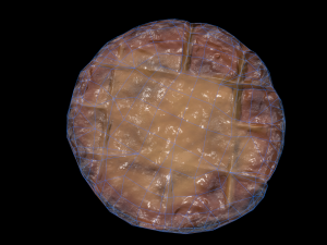 ScallopMushroom 3D Model