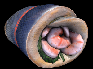 SeaBassPrawns 3D Model