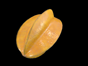 StarFruit 3D 模型