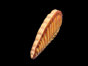 TurnoverAppleccccccccccc Modèle 3D
