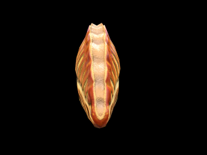 TurnoverAppleccccccccccc Modèle 3D