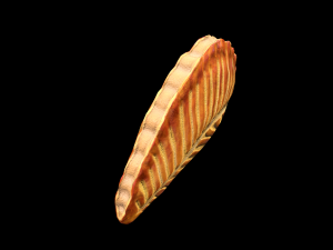 TurnoverAppleccccccccccc Modèle 3D
