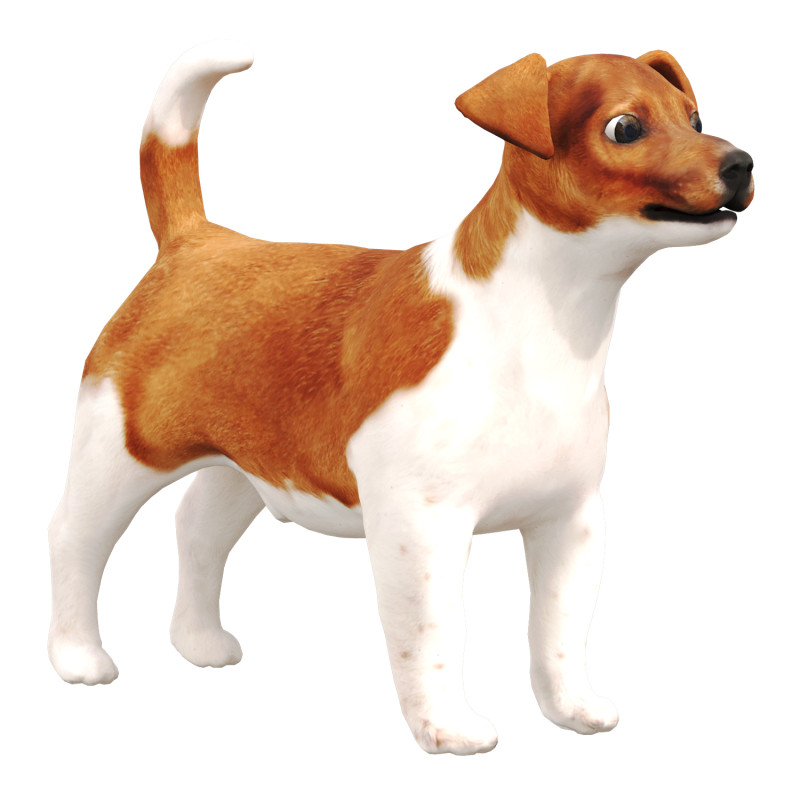 Jack Rassel 3D Model .c4d .max .obj .3ds .fbx .stl .blend