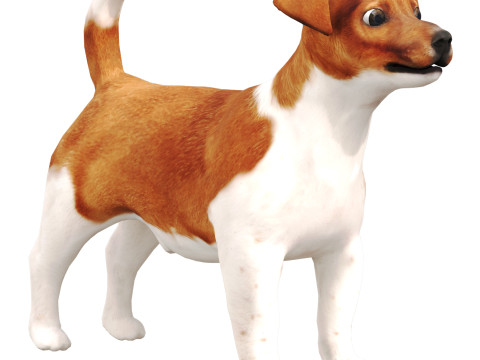 Jack Rassel Model 3D