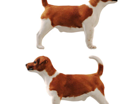 ジャックラッセル 3Dモデル