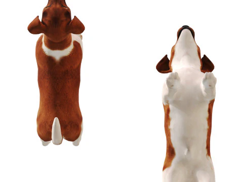 ジャックラッセル 3Dモデル