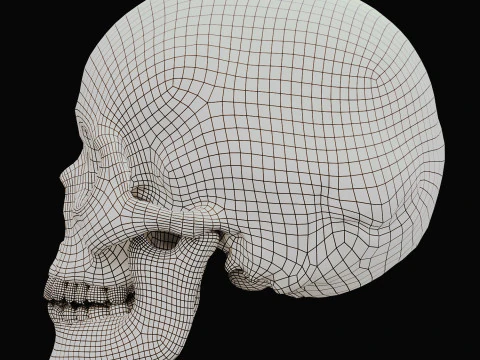 A stylized human skull 3D Model