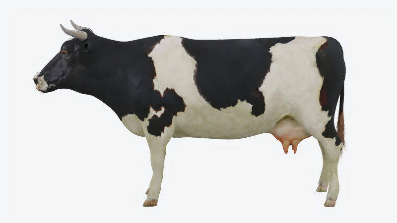 Gefleckte Kuh 3D Modell .c4d .max .obj .3ds .fbx .stl .blend 