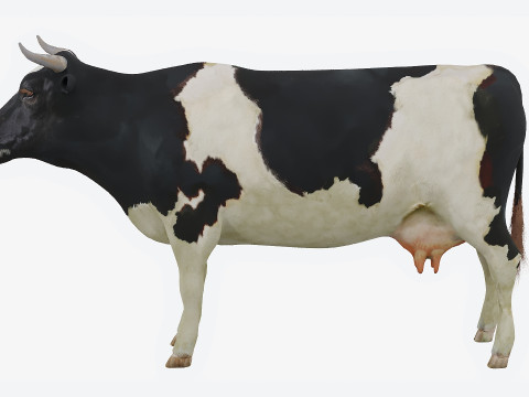 Spotted cow 3D 模型