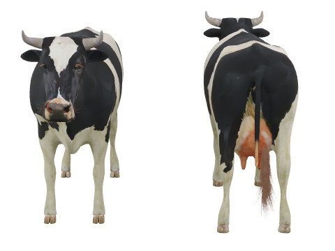 Spotted cow 3D Model