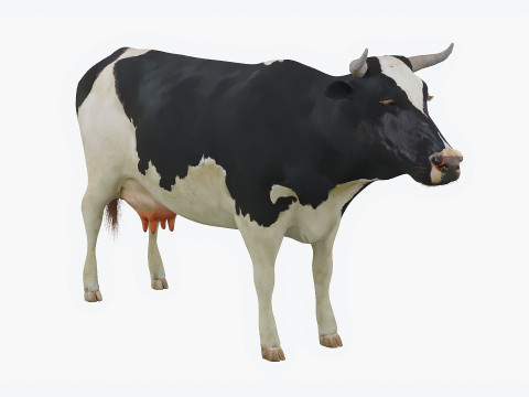 Spotted cow 3D Model