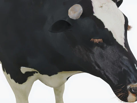 Gefleckte Kuh 3D Modell