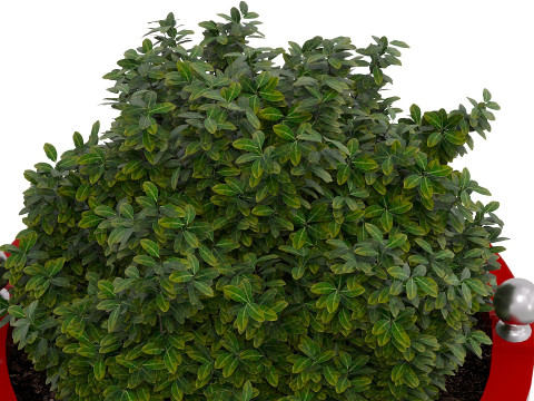 Decorative potted plants Model 3D