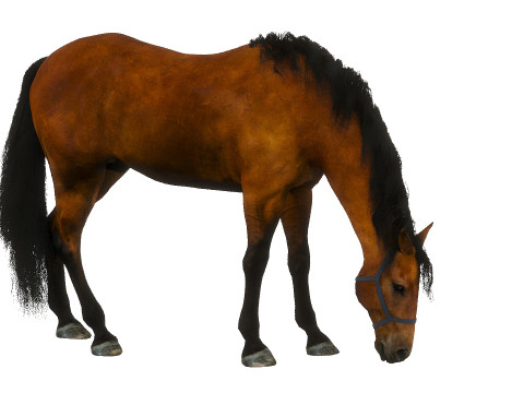 A horse in the pasture 3D Model