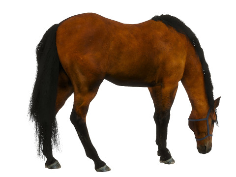 A horse in the pasture 3D Model