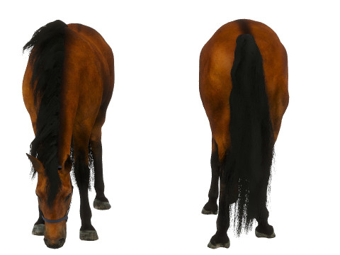 A horse in the pasture 3D Model