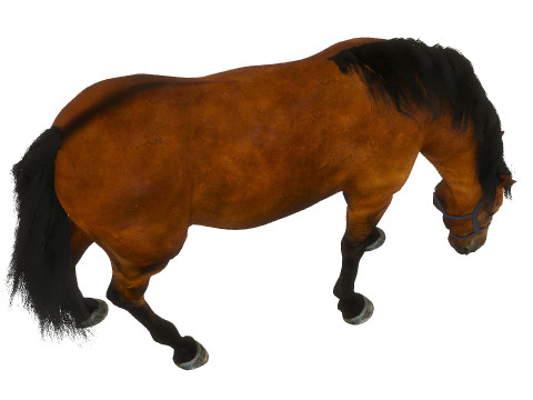 A horse in the pasture 3D Model