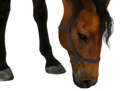 A horse in the pasture 3D Model