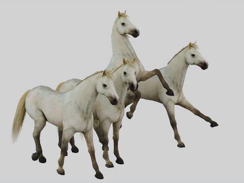 Horse set in 4 Poses 3D Model