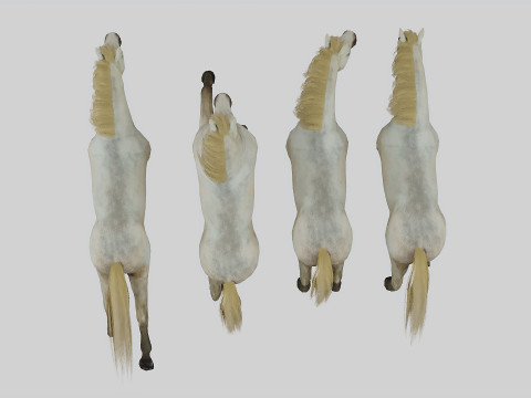 Horse set in 4 Poses 3D Model