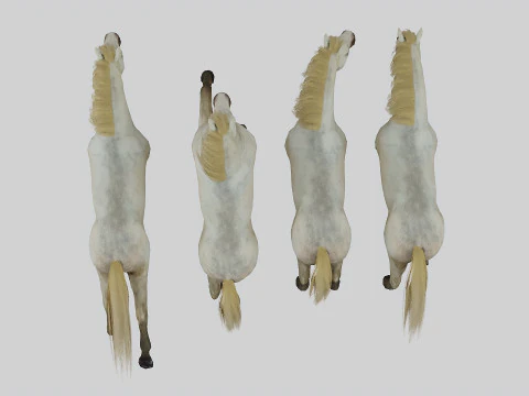 Horse set in 4 Poses 3D Model