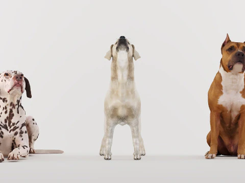 Set Anjing Besar x3 Model 3D