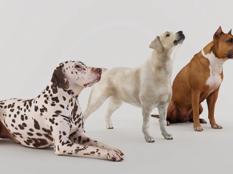 Big Dog Set x3 3D Model