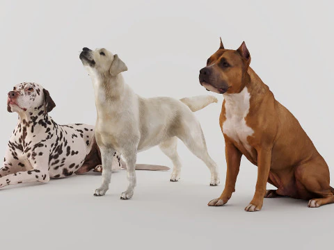 Big Dog Set x3 3D Model