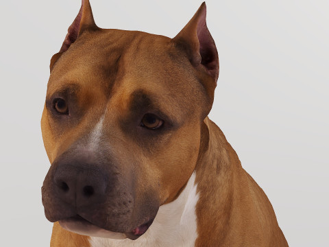 Big Dog Set x3 Model 3D