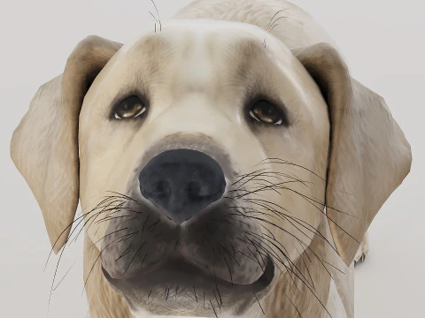 Big Dog Set x3 3D Model