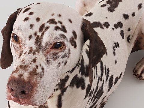 Big Dog Set x3 Model 3D
