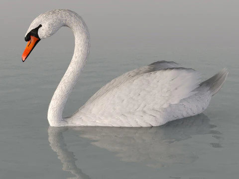 A swan on the water 3D Model
