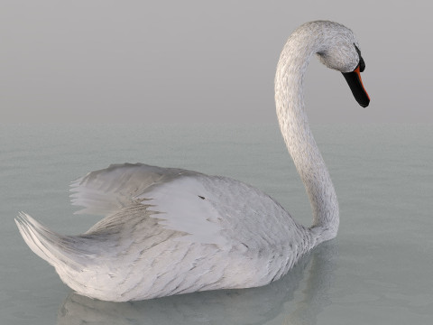 A swan on the water Modelo 3D