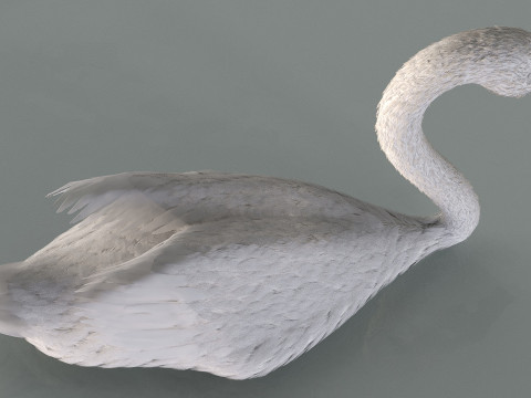A swan on the water Modelo 3D