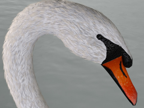 A swan on the water Modelo 3D