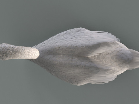 A swan on the water Modelo 3D